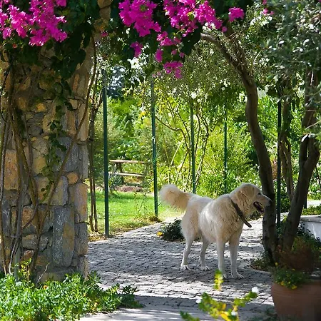 Olive Farm Of (adults Only) 호텔 닷차