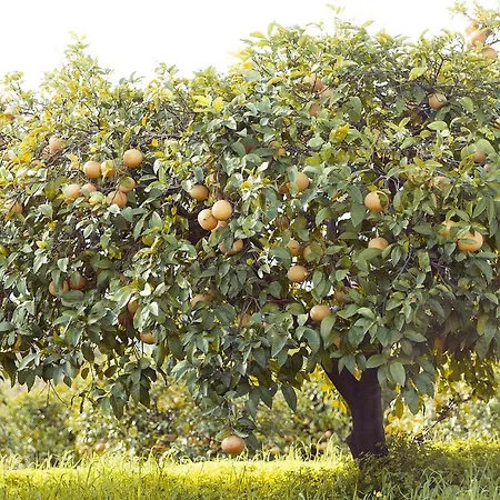 Отель Olive Farm Of (adults Only) Датча