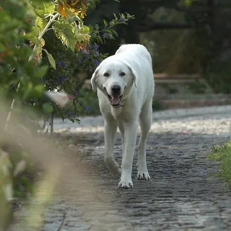 Отель Olive Farm Of (adults Only) Датча